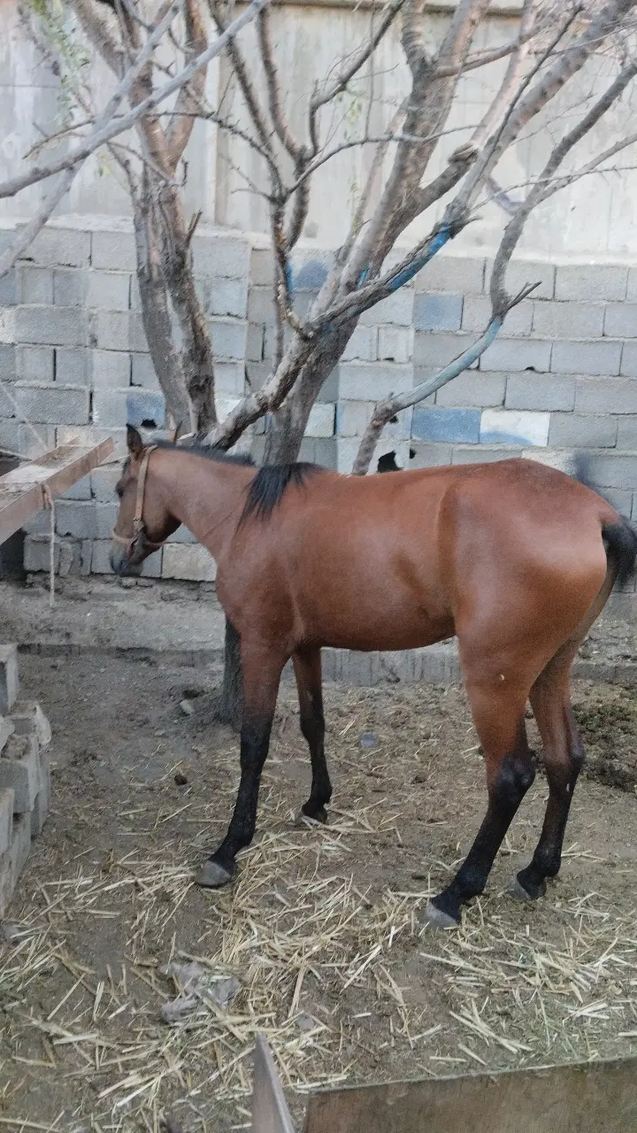 اسب|اسب و تجهیزات اسب‌سواری|مشهد, توس (بلوار توس)|دیوار