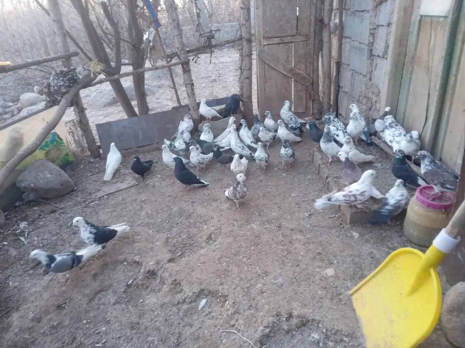 ۵۰۰۰۰۰۰|پرنده|مشگین شهر, |دیوار