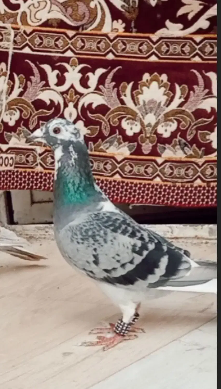 کفتر|پرنده|نیشابور, بنیاد شهید|دیوار