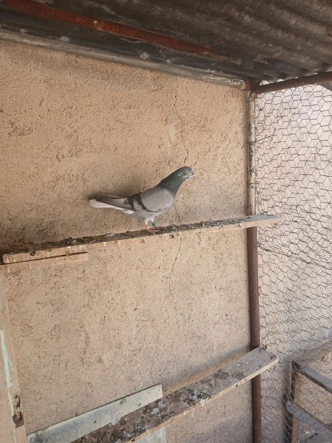 کفتر|پرنده|سرعین, |دیوار