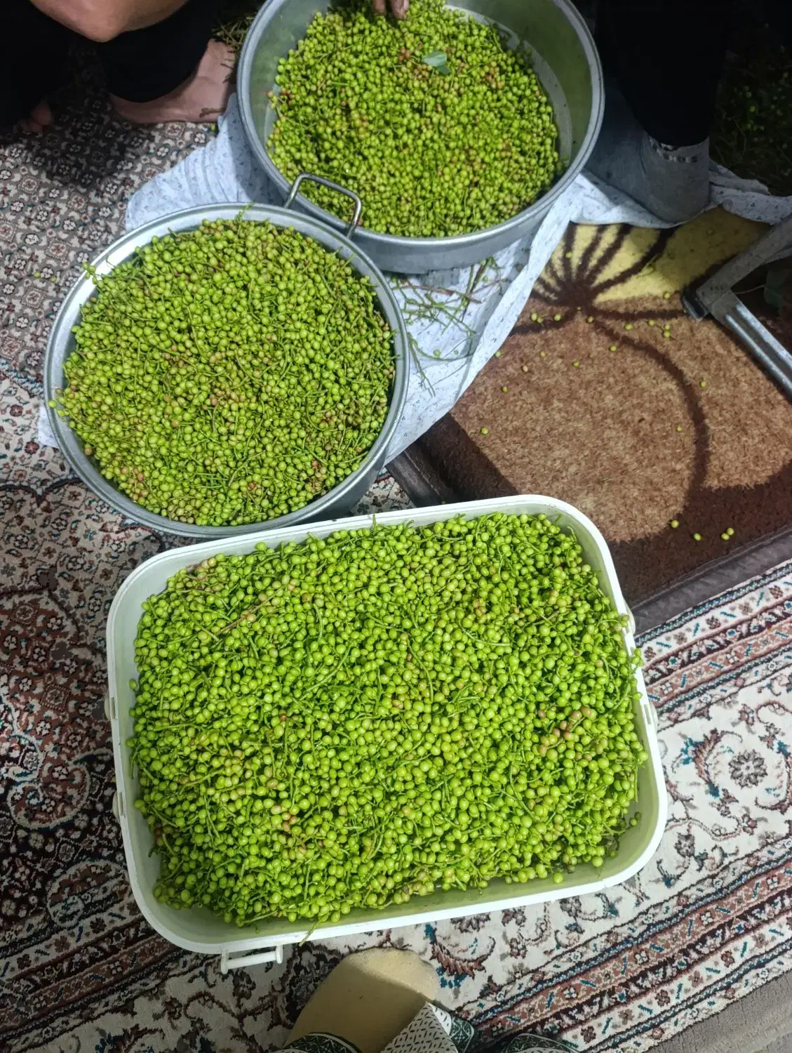 بنشک|خوردنی و آشامیدنی|فسا, |دیوار