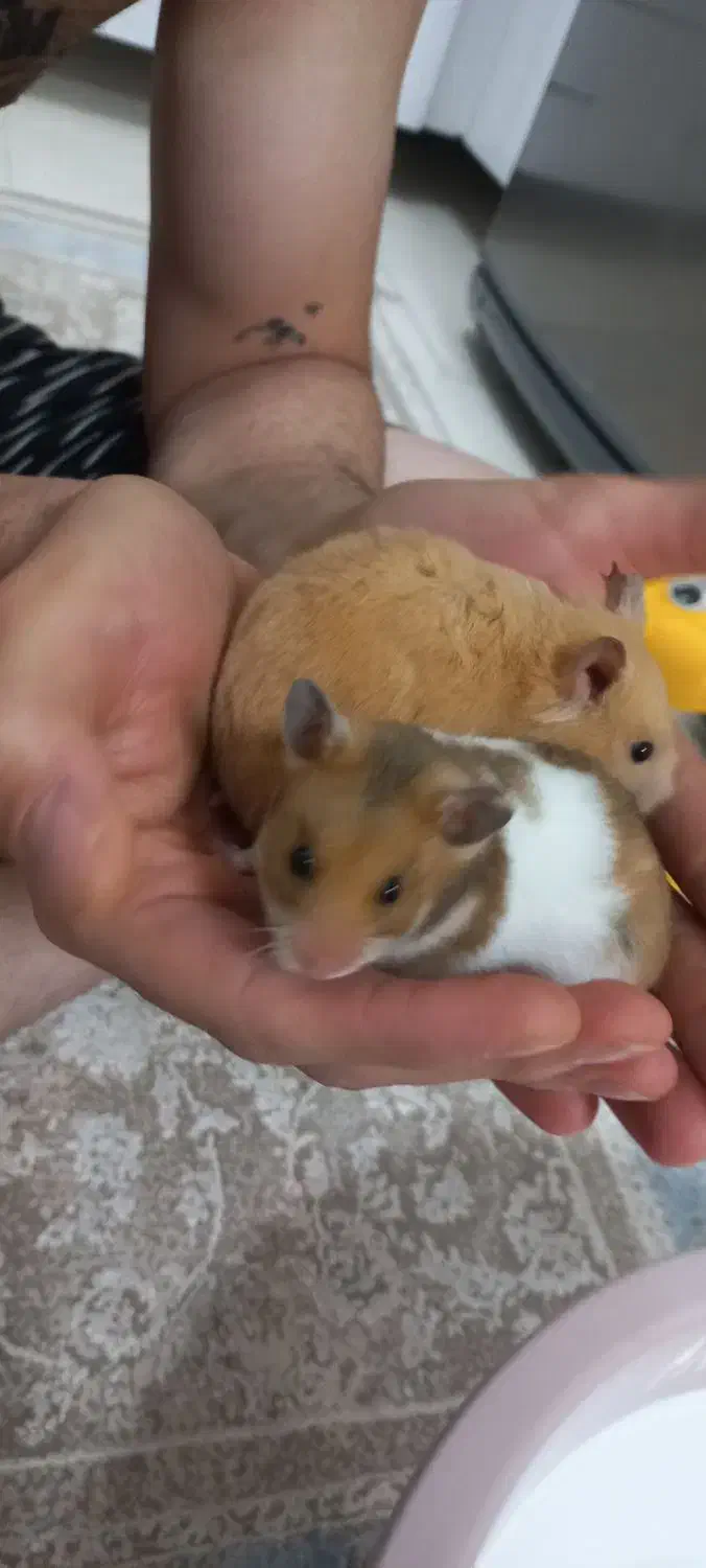 همستر کمپل دستی|موش و خرگوش|محمدیه-قزوین, |دیوار