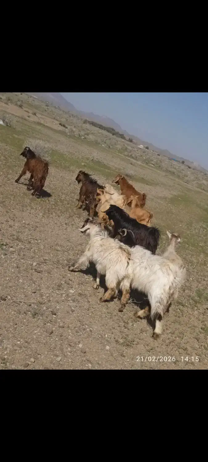 چپش گیسه بز|حیوانات مزرعه|جیرفت, |دیوار