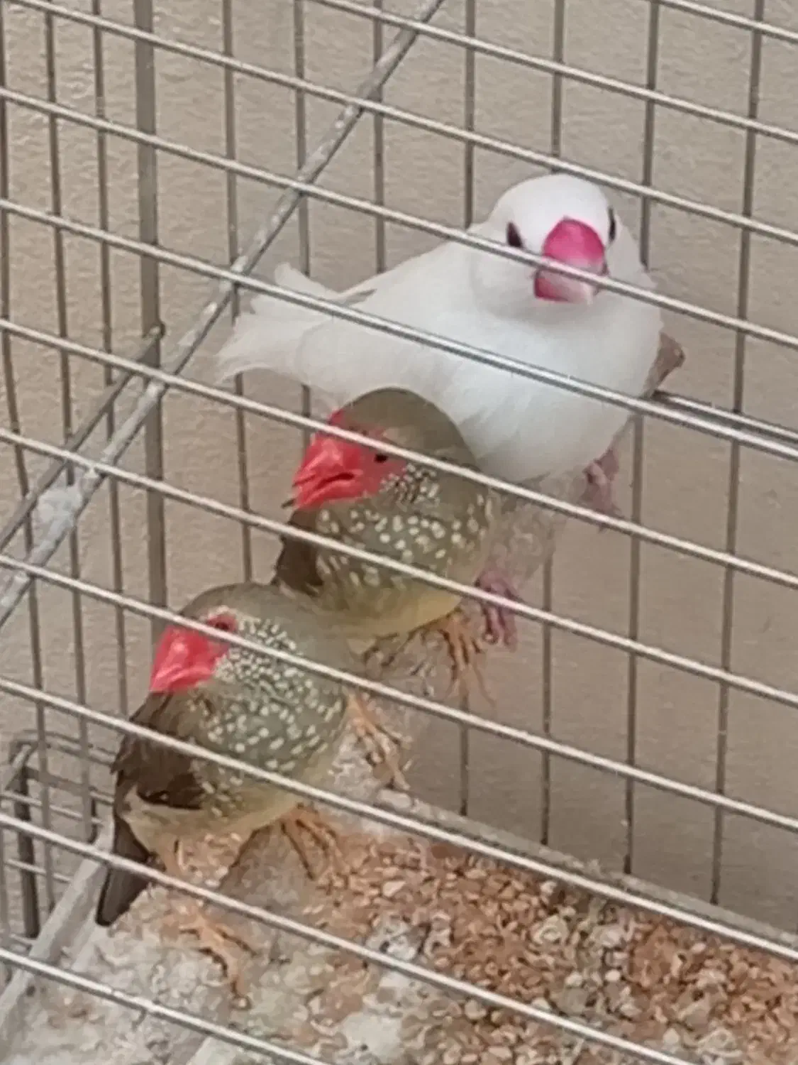 فنج|پرنده|کرمانشاه, |دیوار