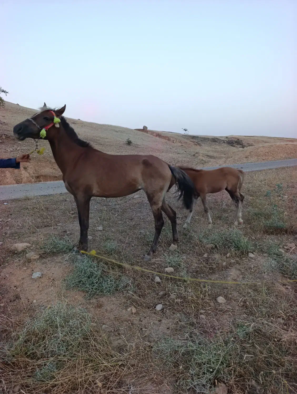 مادیان|اسب و تجهیزات اسب‌سواری|اندیمشک, |دیوار