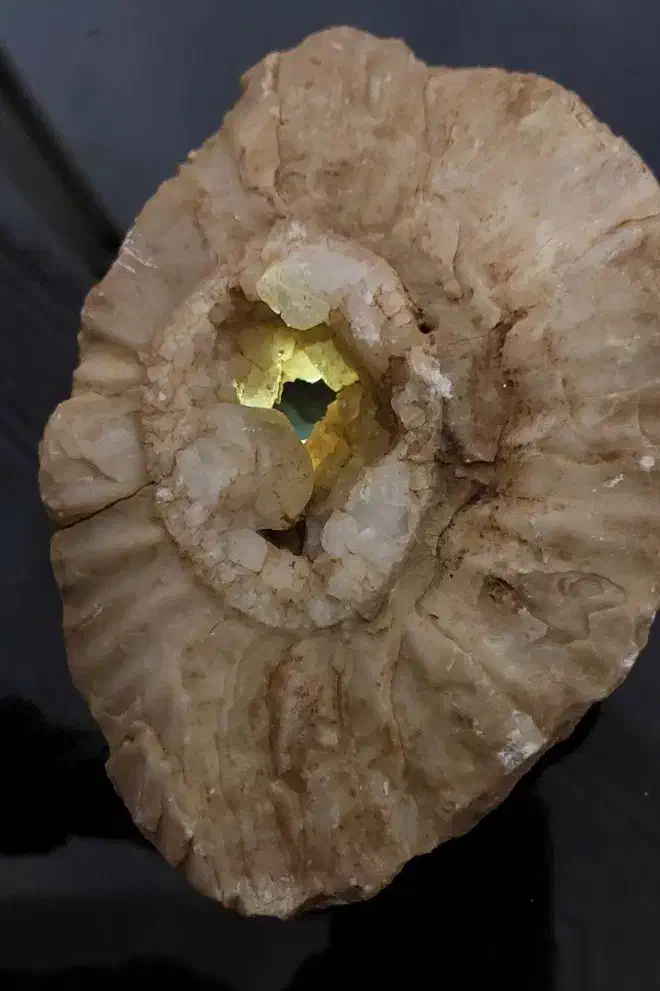 فسیل دریایی|کلکسیون اشیاء عتیقه|سپیدان, |دیوار