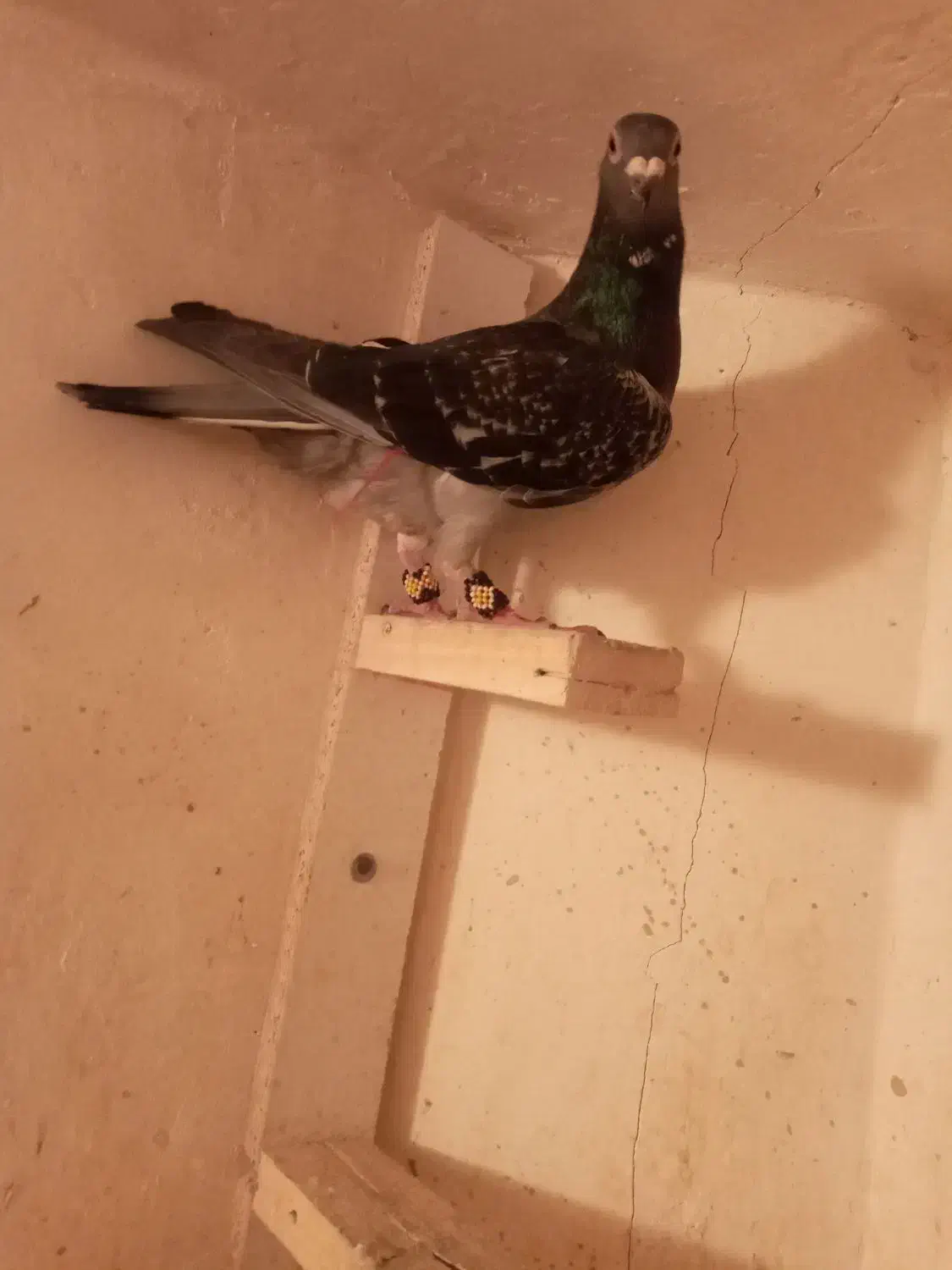 کفترصید|پرنده|مشهد, کارگران|دیوار