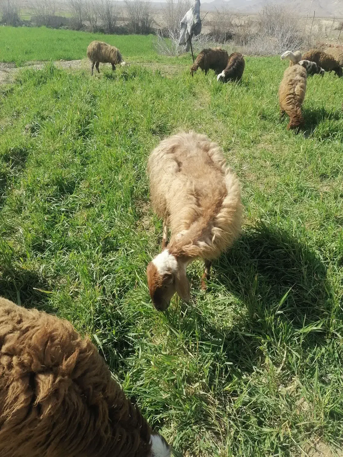 میش هترو|حیوانات مزرعه|اسفراین, |دیوار