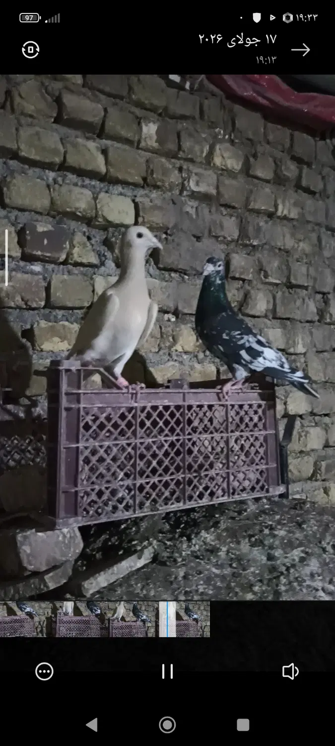 سار|پرنده|مشهد, بهشت|دیوار