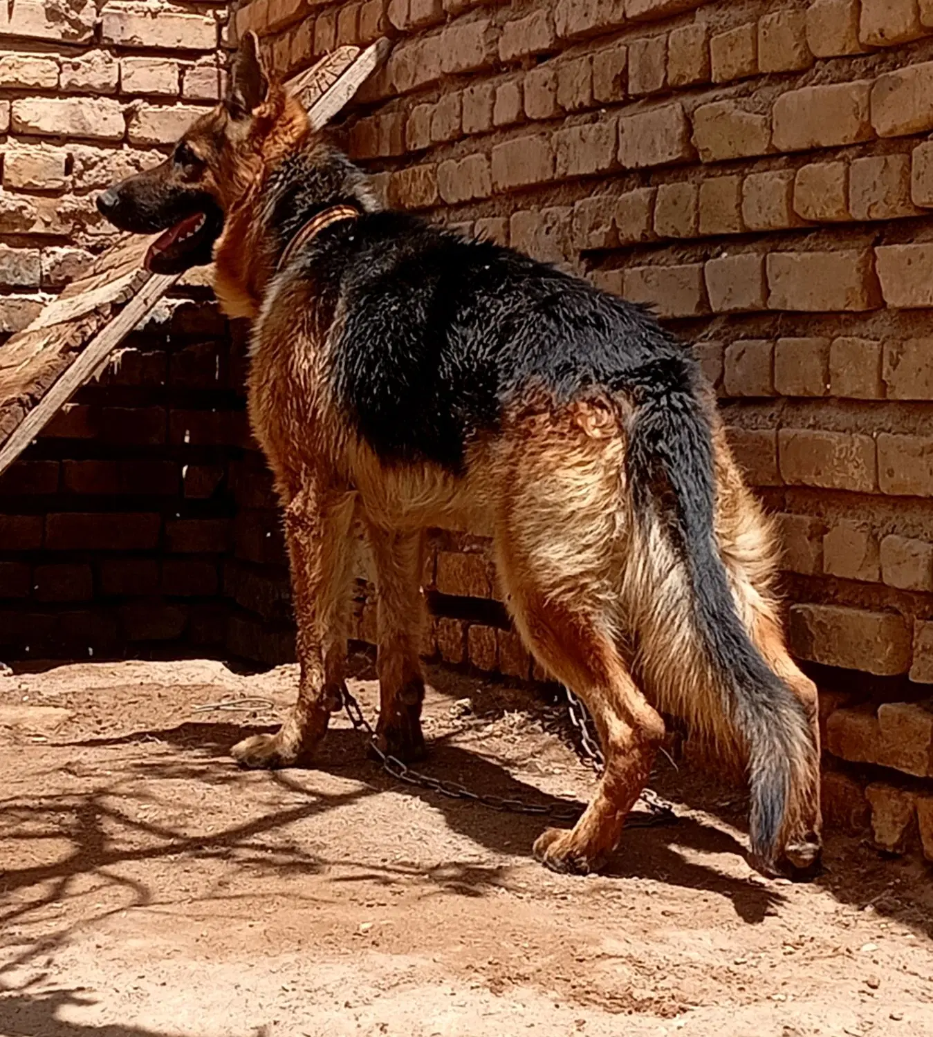 سگ ژرمن|سگ|رفسنجان, |دیوار