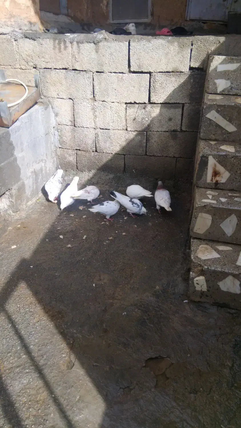 کفتر|پرنده|سنندج, |دیوار