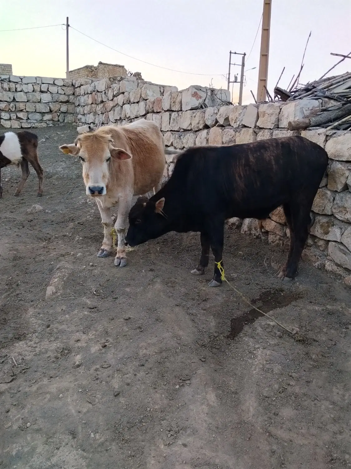 گاو|حیوانات مزرعه|کوهدشت, |دیوار