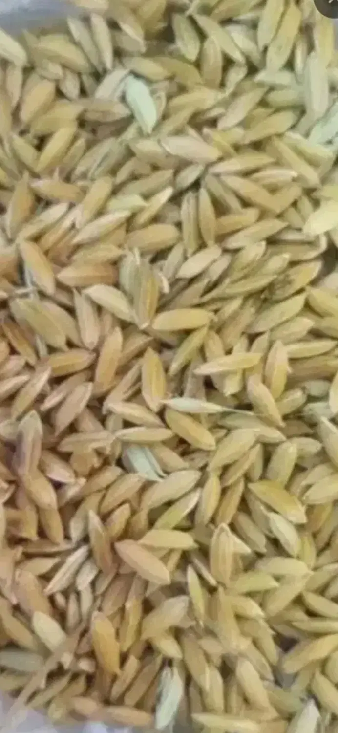 چلتوک|خوردنی و آشامیدنی|مرودشت, ژیان|دیوار