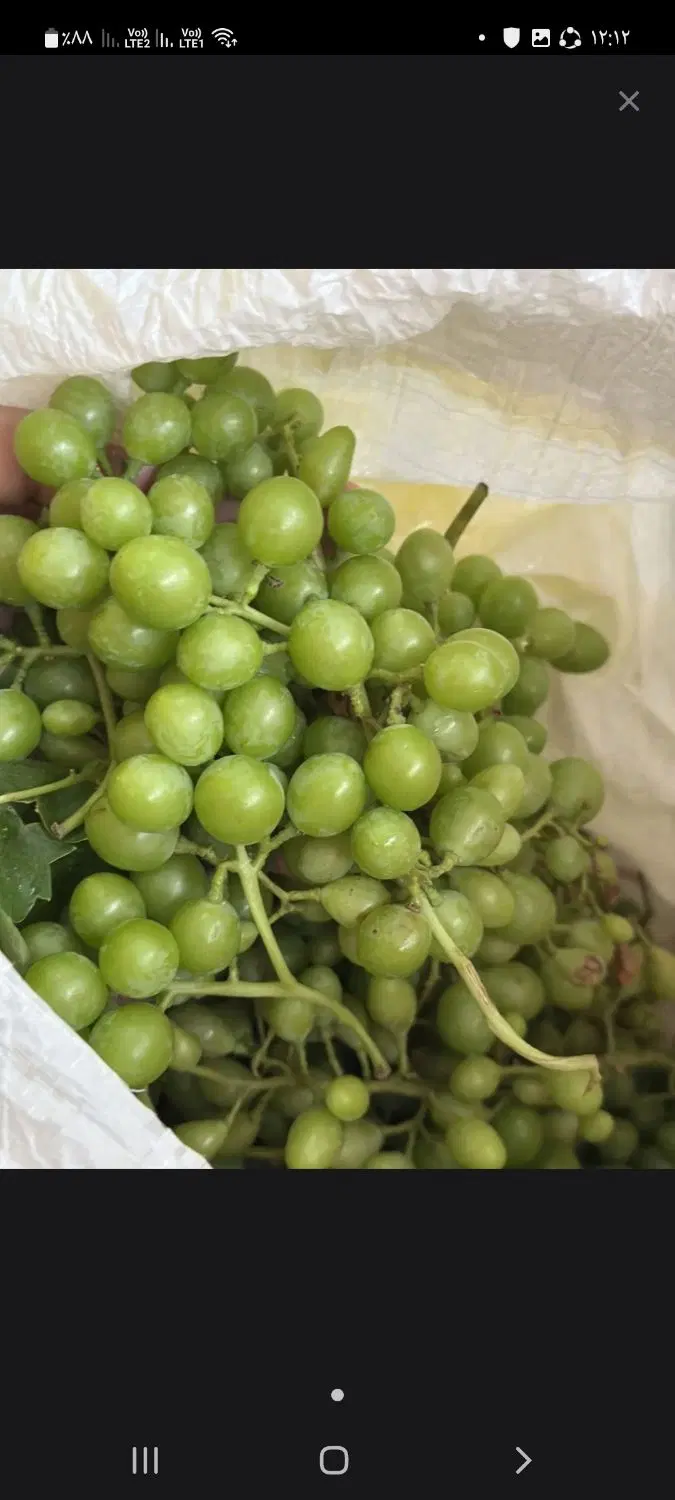 هاله|خوردنی و آشامیدنی|سنندج, |دیوار