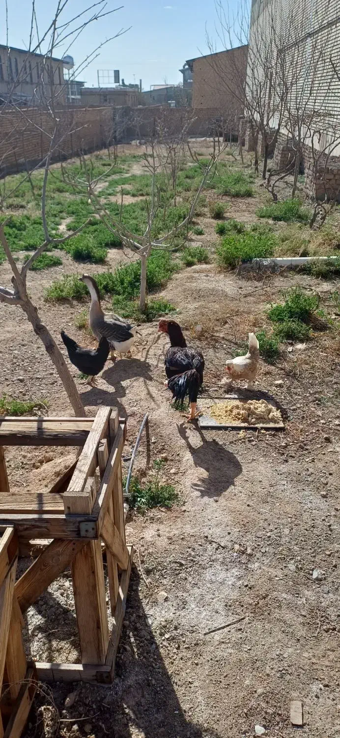 حیوانات|حیوانات مزرعه|دلیجان, |دیوار