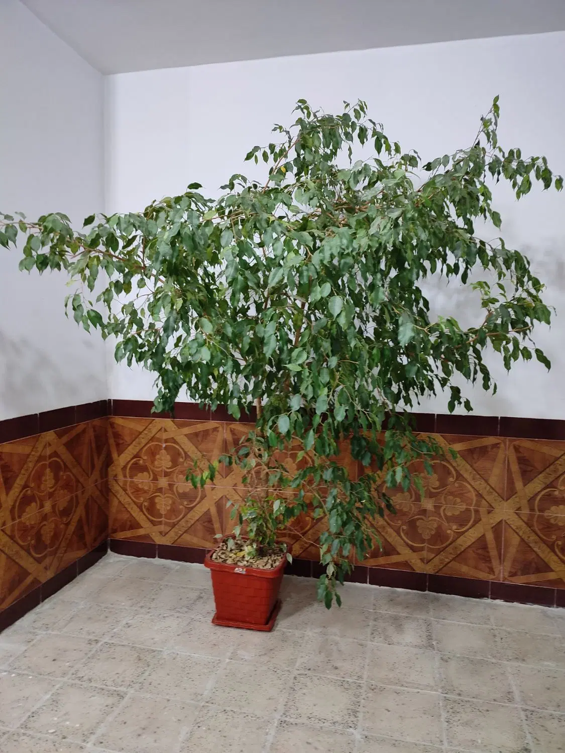 گل‌ طبیعی|گل و گیاه طبیعی|ملکشاهی, |دیوار