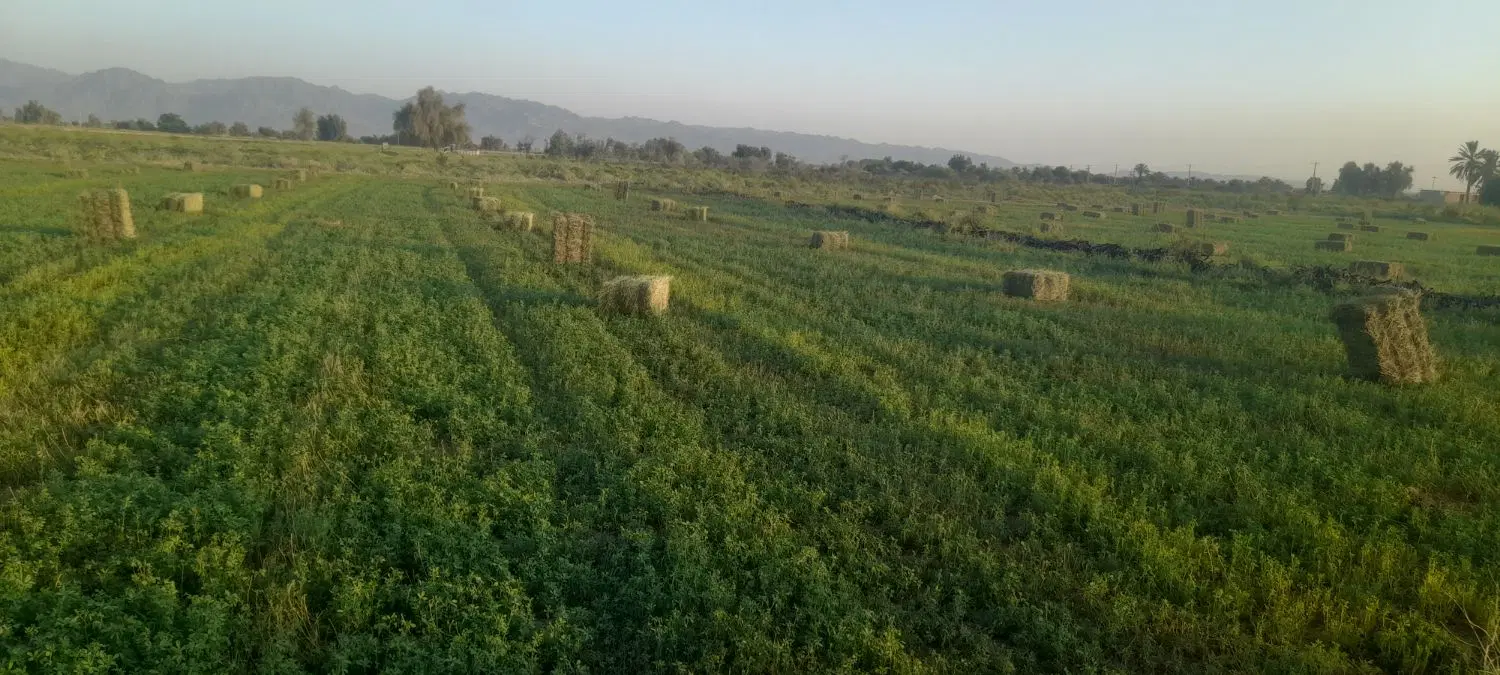 یونجه|خدمات باغبانی و درختکاری|قوچان, |دیوار