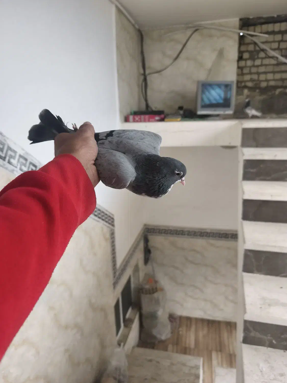 کبوتر|پرنده|شیراز, ماه فیروزان|دیوار