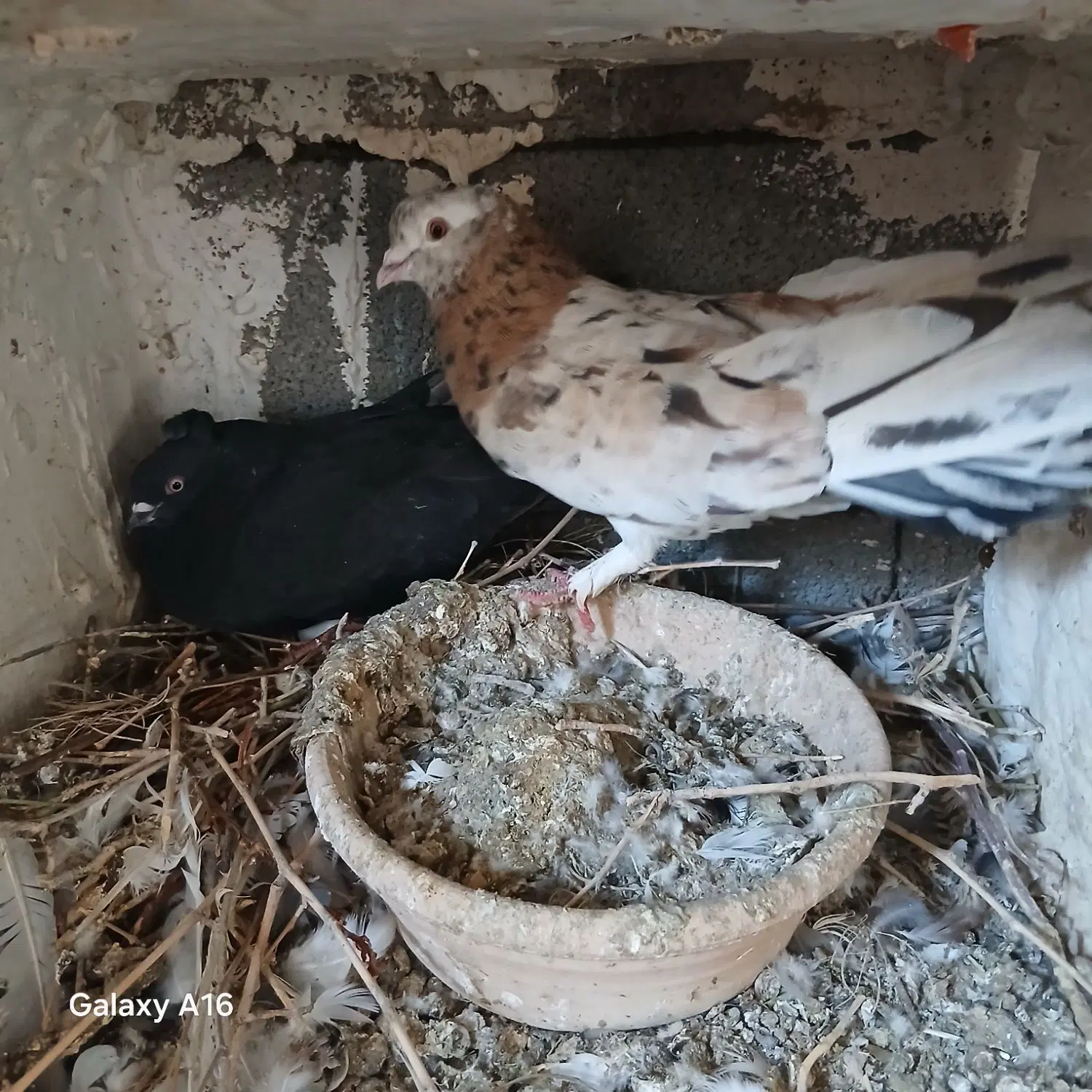 کبوتر|پرنده|ساوه, |دیوار