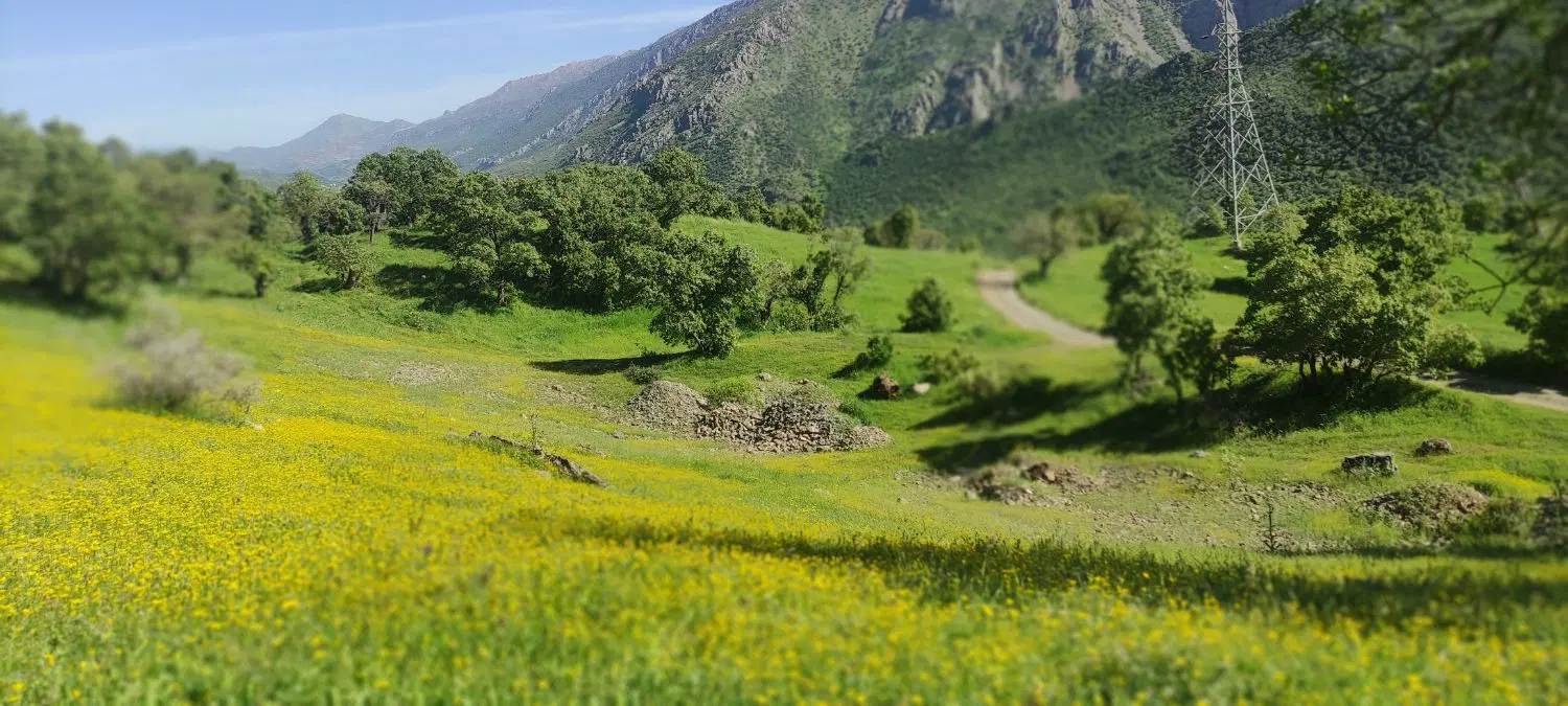موسیر|خوردنی و آشامیدنی|مریوان, |دیوار