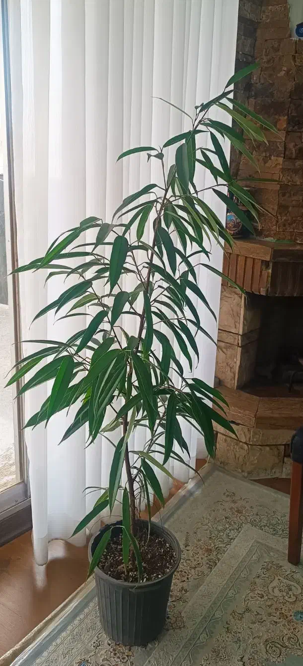 گلدان|گل و گیاه طبیعی|کرج, عظیمیه|دیوار