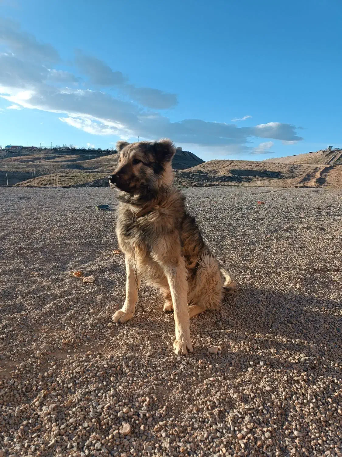 سگ.|سگ|زنجان, |دیوار