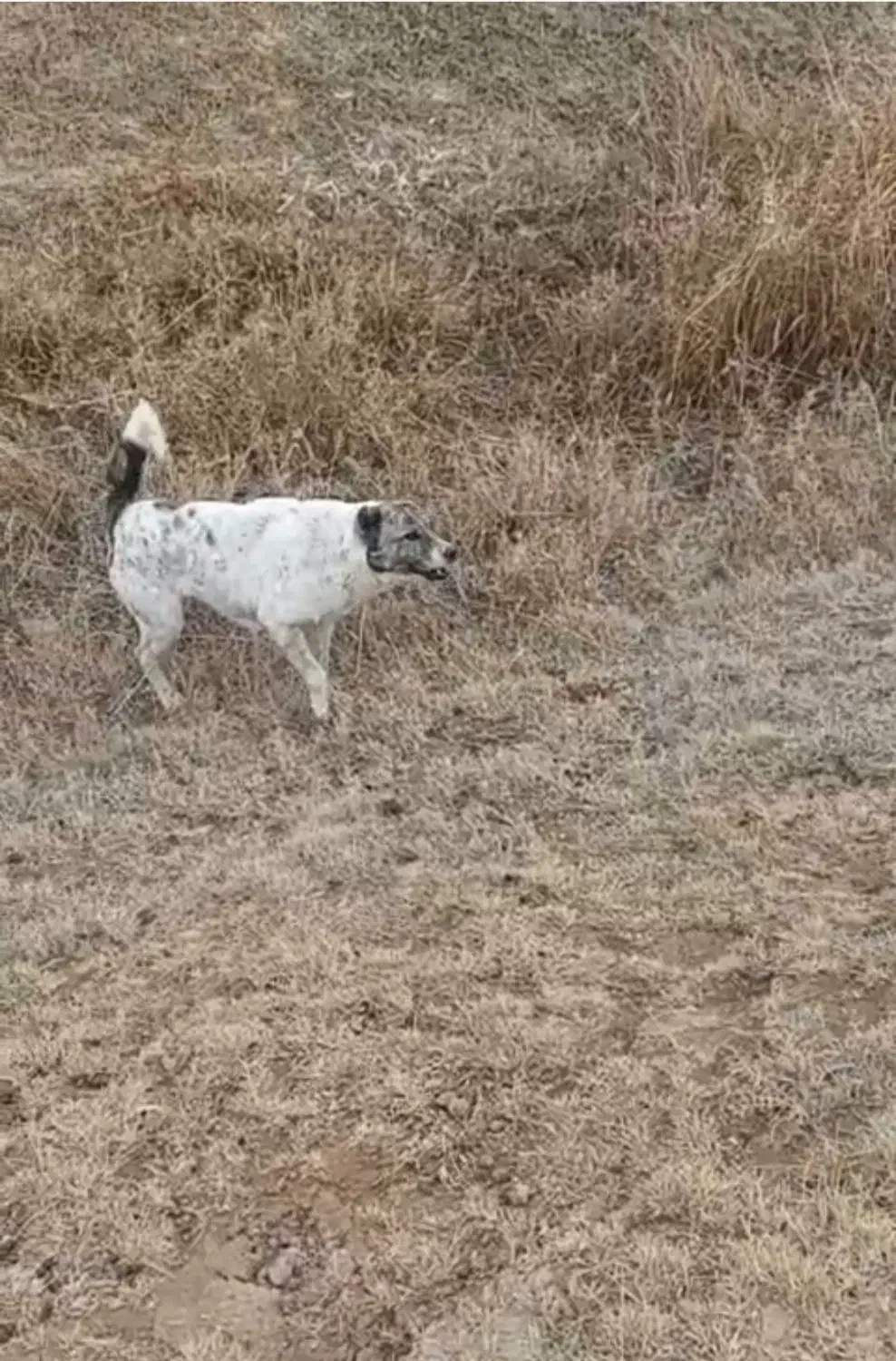 سگ گمشده|سگ|بکتاش, |دیوار