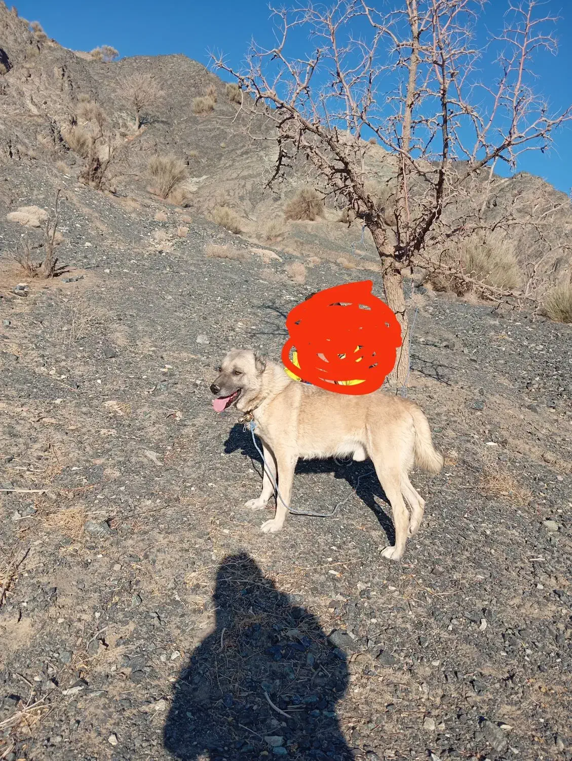 سگ افغان|سگ|بیرجند, |دیوار