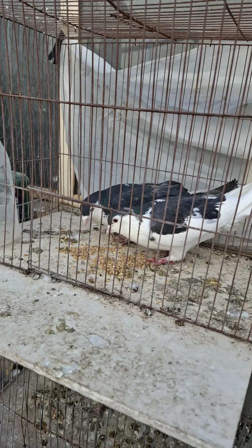 کفتر|پرنده|یزد, |دیوار