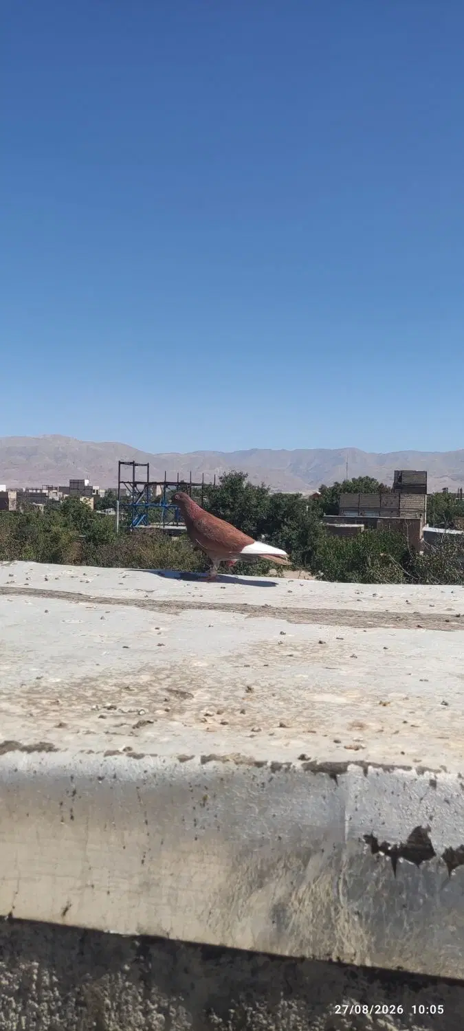 کبوتر|پرنده|نیشابور, رنج آباد|دیوار
