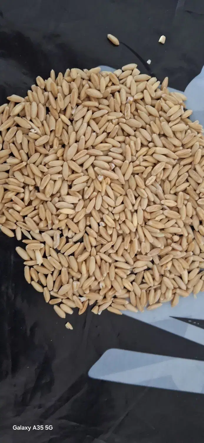 گندم|خوردنی و آشامیدنی|میاندوآب, |دیوار