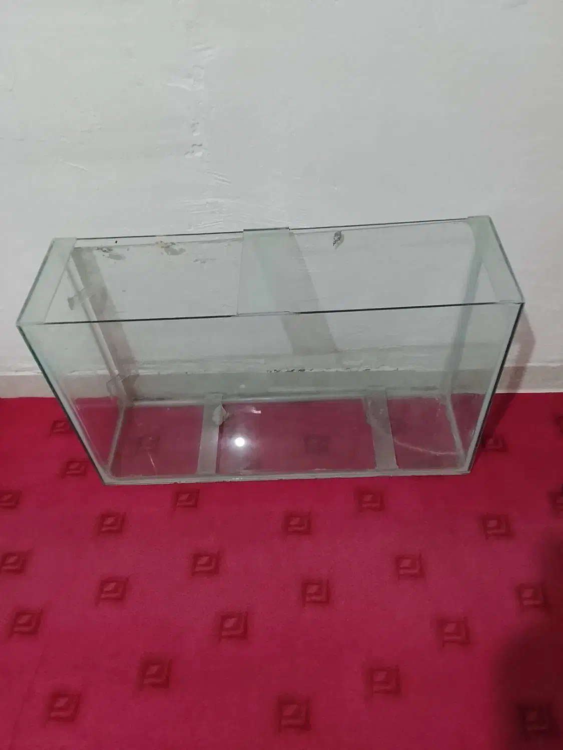 آکواریوم|ماهی|چگنی, |دیوار