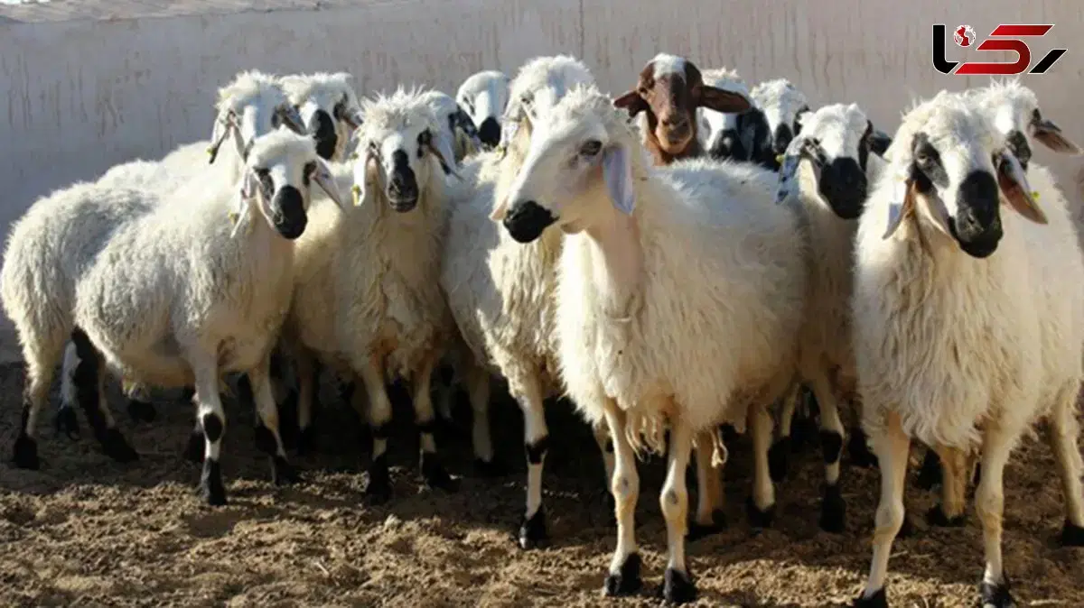 بره|حیوانات مزرعه|خوی, |دیوار