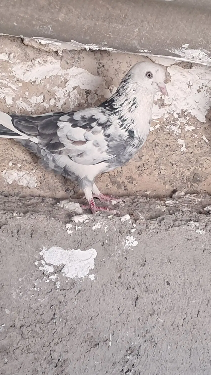 کبوتر|پرنده|زنجان, |دیوار
