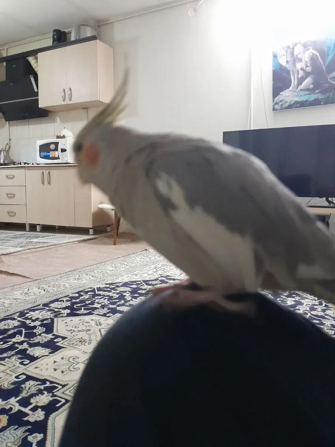 پرنده|پرنده|کرج, ساسانی (قلمستان)|دیوار