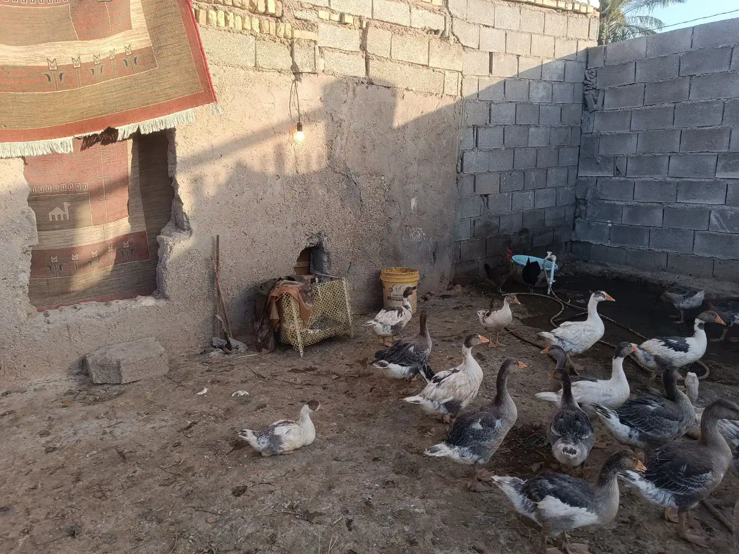 غاز|حیوانات مزرعه|سوسنگرد, |دیوار