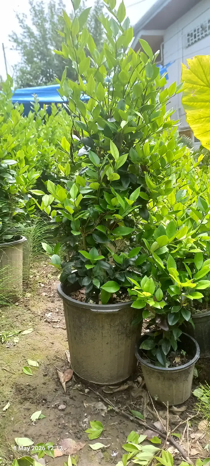 شمشاد|خدمات باغبانی و درختکاری|کلاچای, |دیوار