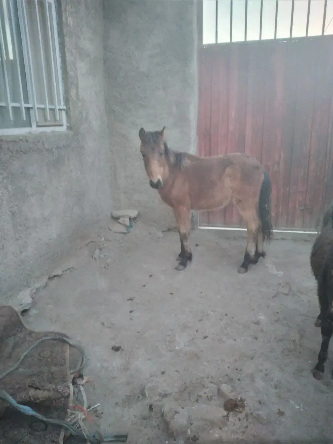 کره اسب|اسب و تجهیزات اسب‌سواری|جوکار, |دیوار