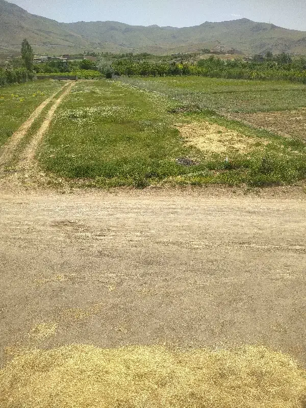 اسب|اسب و تجهیزات اسب‌سواری|سنندج, |دیوار
