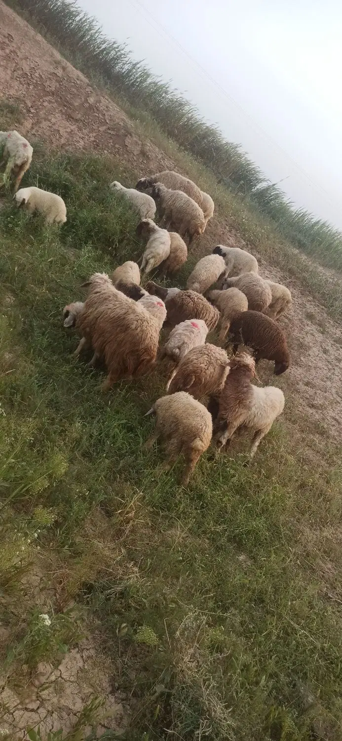 میش بره|حیوانات مزرعه|سوری, |دیوار