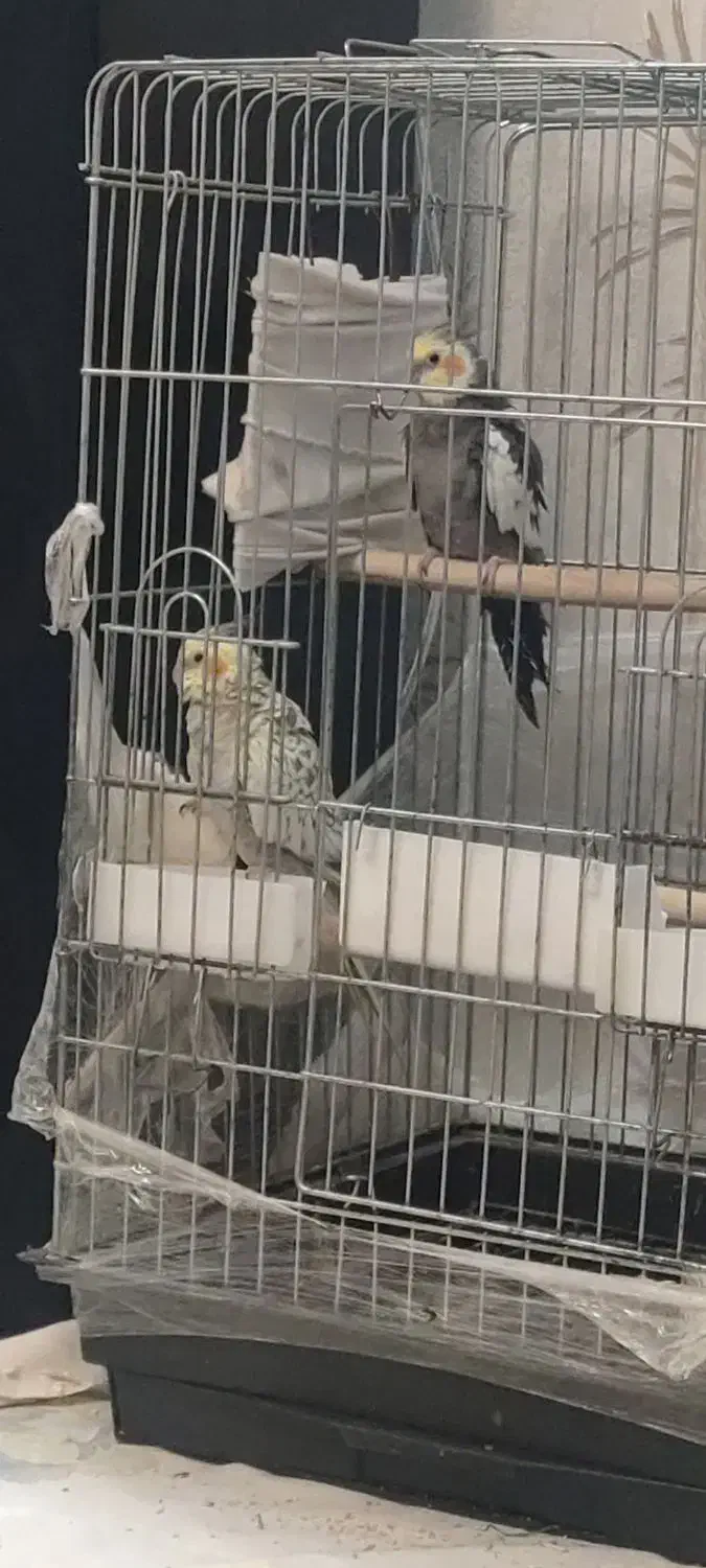 عروس هلندی|پرنده|کرج, کیانمهر|دیوار