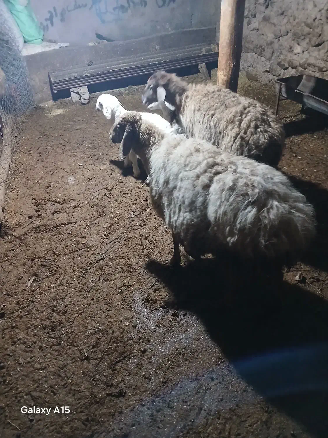 میش|حیوانات مزرعه|بجنورد, |دیوار