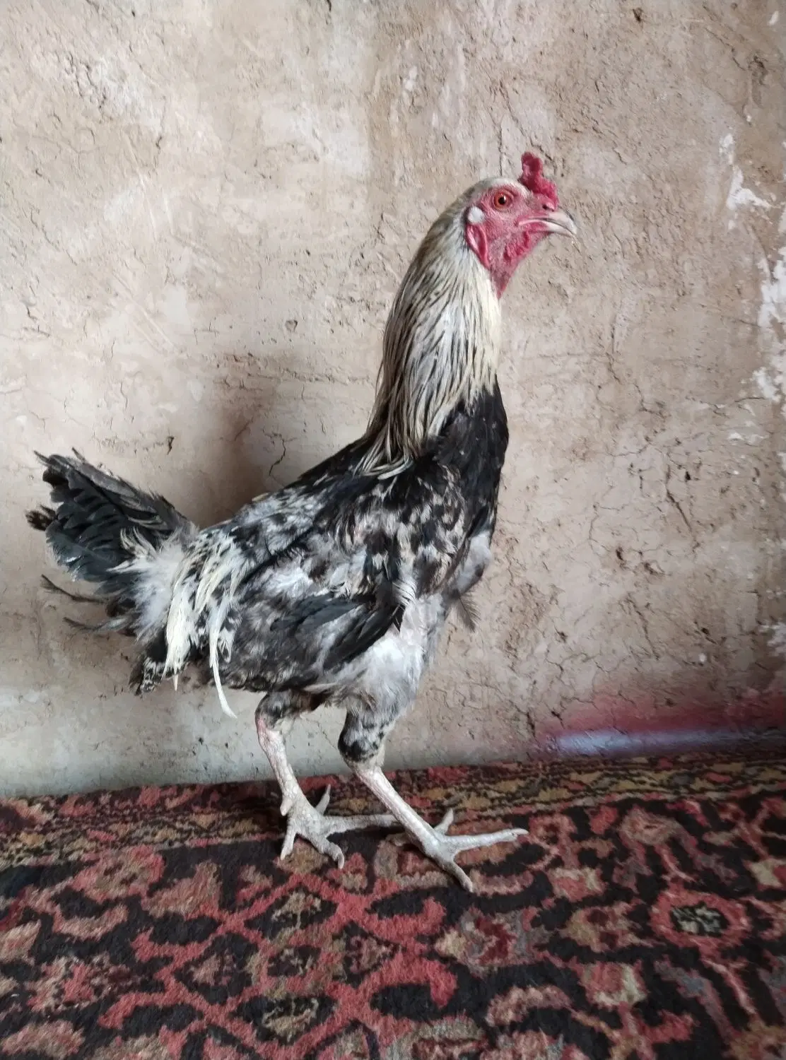 خروس دورگ|حیوانات مزرعه|قم, بوستان جوان|دیوار