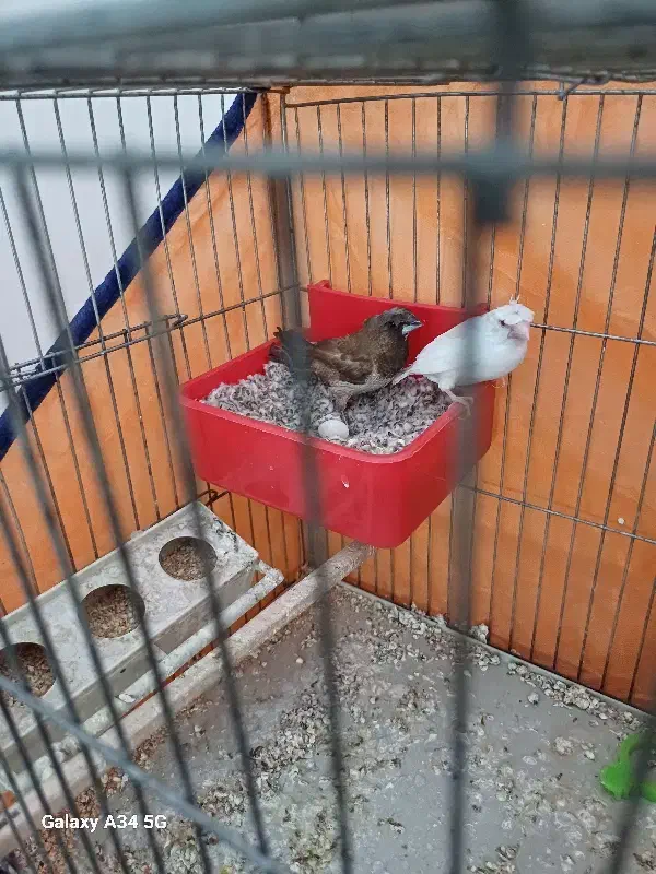 فنچ گلدین|پرنده|کوار, |دیوار