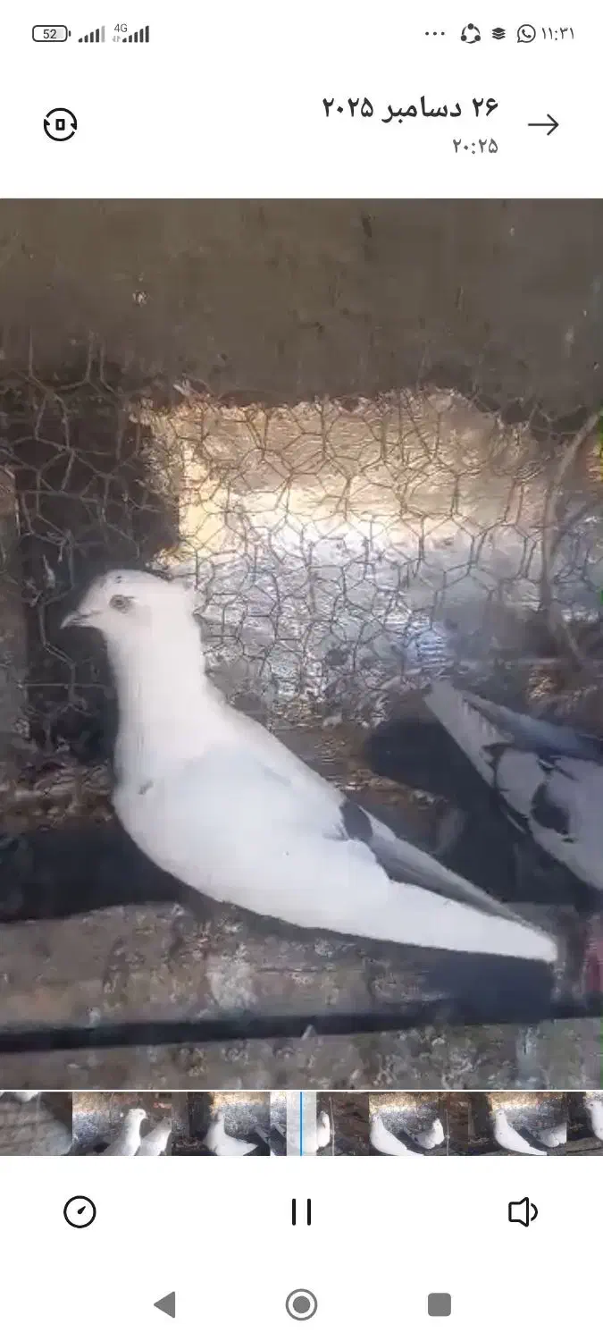 بهبونی|پرنده|شیراز, شهرک مهدی‌آباد|دیوار