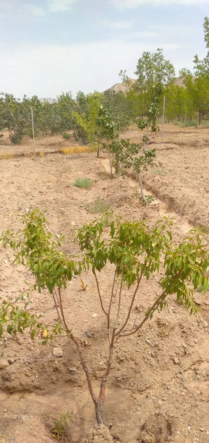 تصویر 6