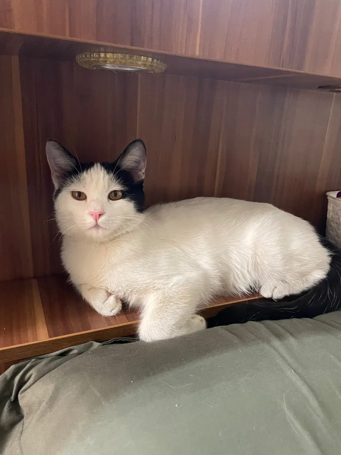 گربم گمشده|گربه|تهران, فاطمی|دیوار