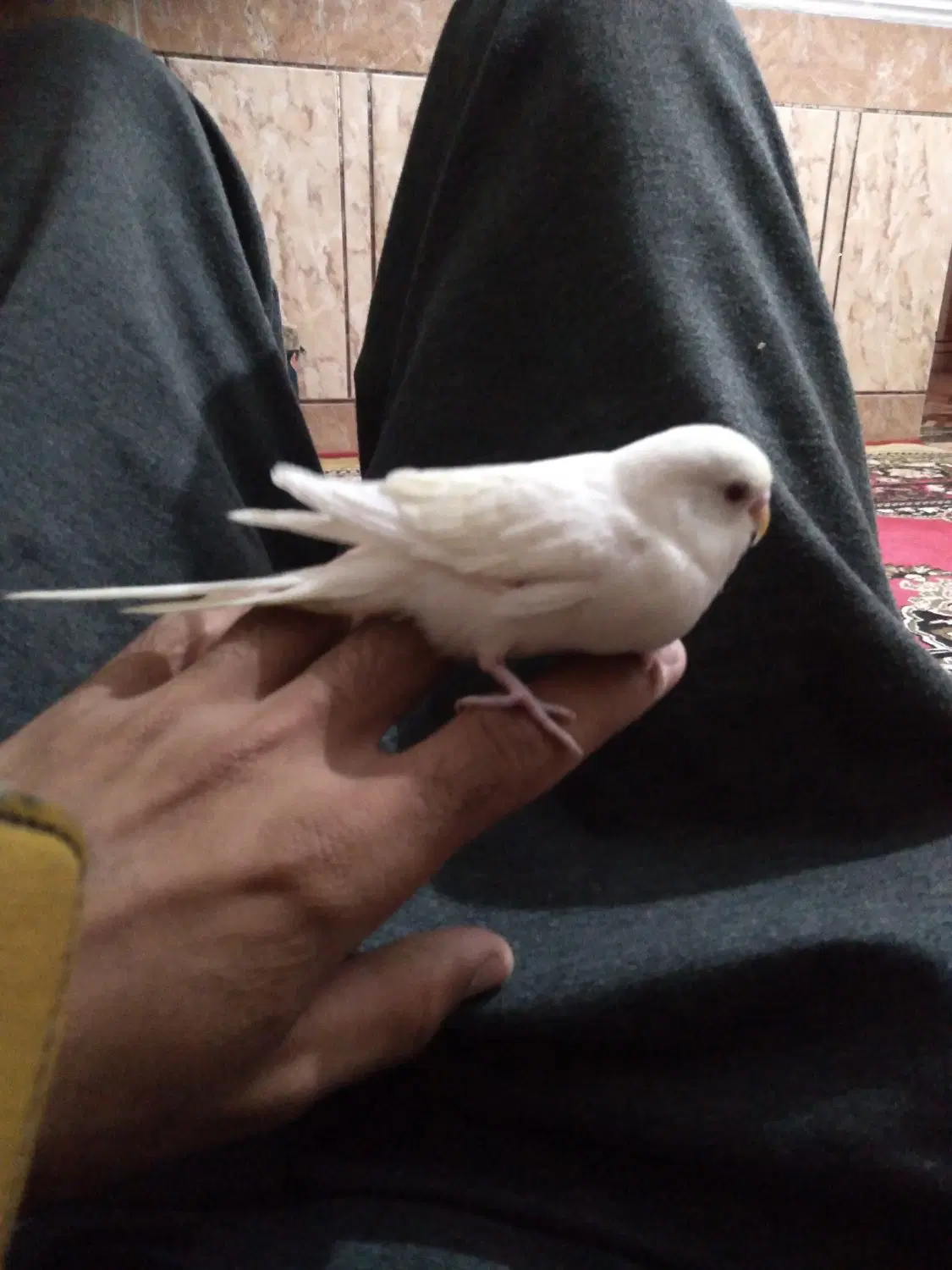 مرغ عشق|پرنده|کارون, |دیوار
