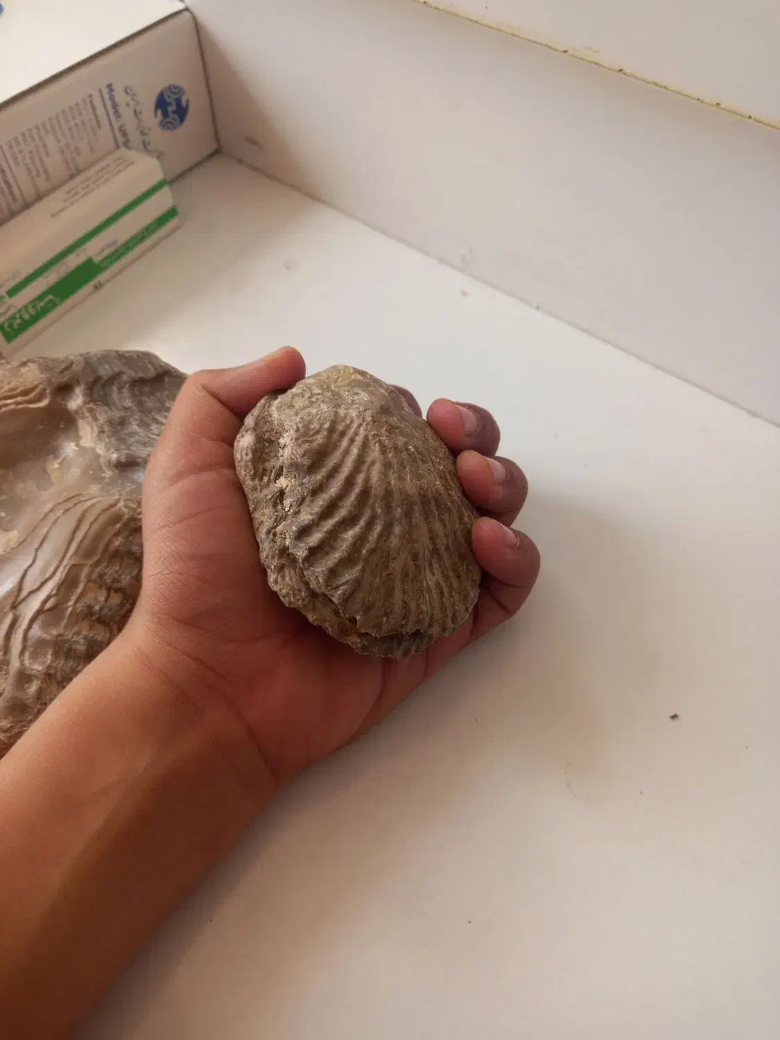 فسیل|کلکسیون و سرگرمی|شهر ری, هاشم‌آباد|دیوار