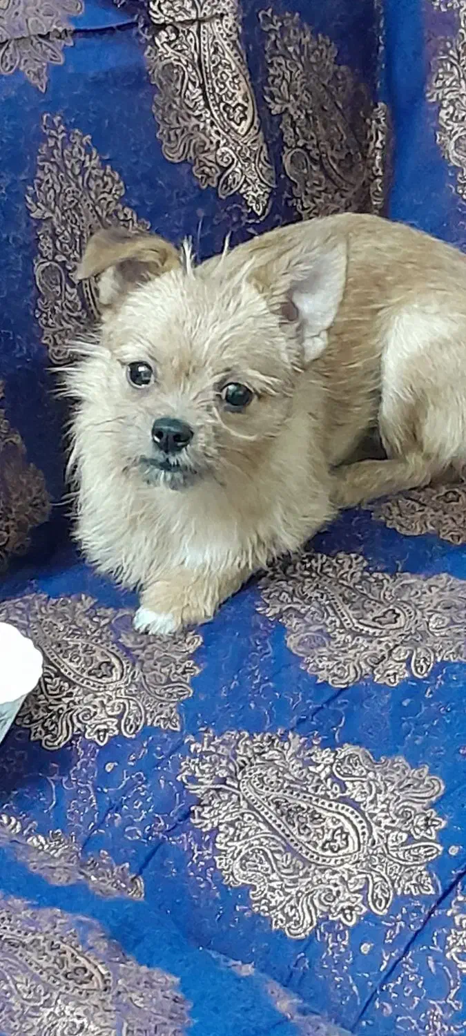 پودل و شیوا|سگ|شهر ری, ظهیرآباد|دیوار